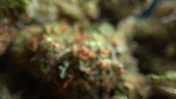 New! The Cannabis Question