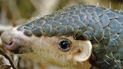Corona: The Pandemic and the Pangolin