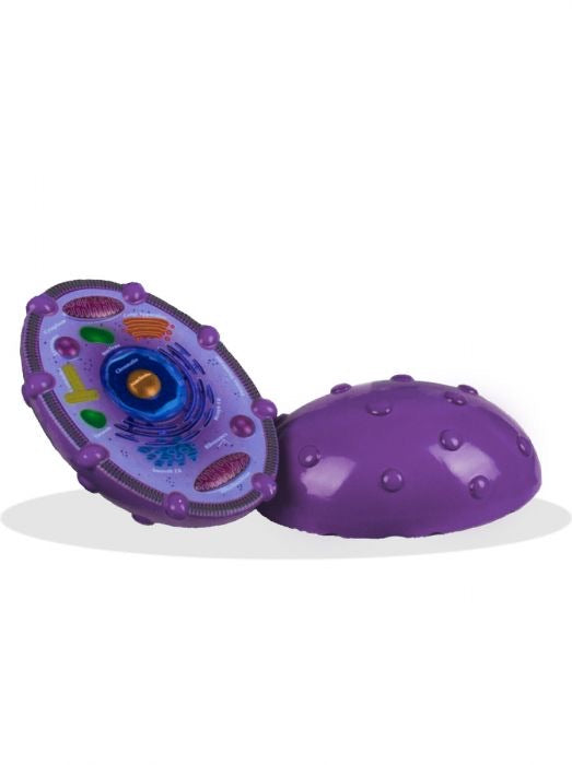 Animal Cell Model